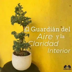 pino azul variegario