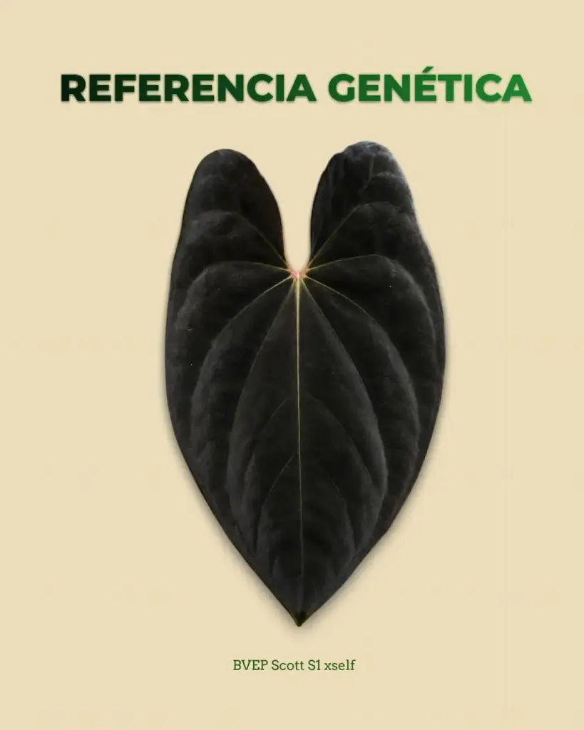 Referencia genética de Anthurium BVEP Scott S1 x self con hoja oscura de anturio premium para lote en guardería Variegario.