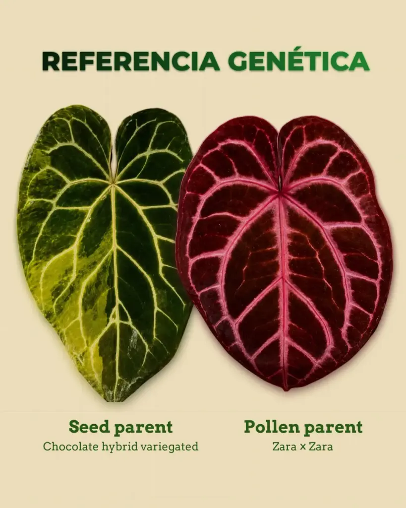 Referencia genética de Anthurium Chocolate hybrid variegated x Zara x Zara con parentales de anturio premium variegado y venación roja.