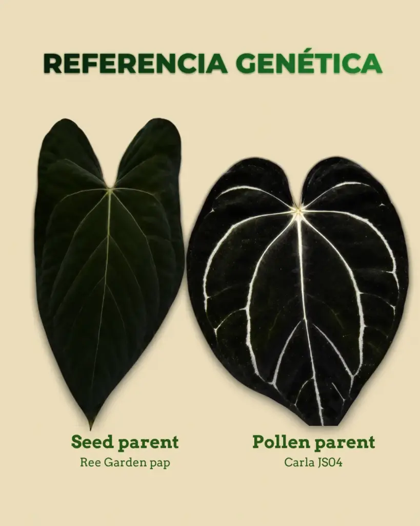 Referencia genética de Anthurium Ree Garden pap x Carla JS04 con parentales de anturio oscuro premium para cultivo en guardería Variegario.