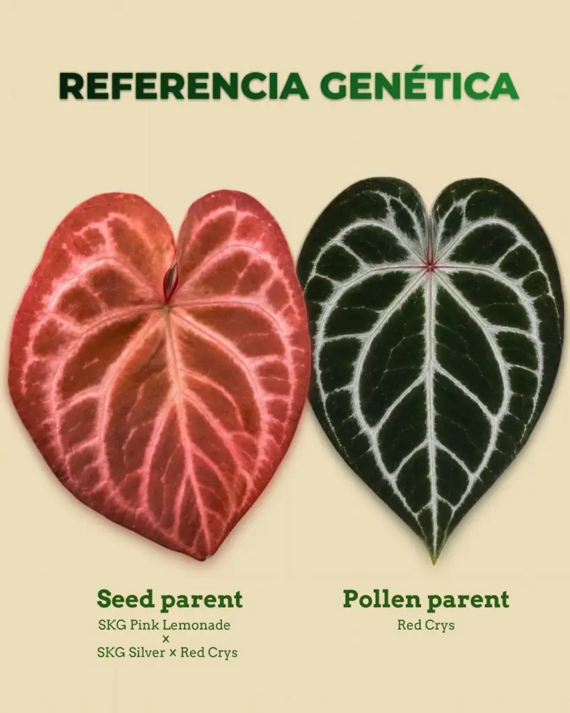 Referencia genética de Anthurium SKG Pink Lemonade x Red Crys con hojas parentales de anturio premium para lote en guardería Variegario.