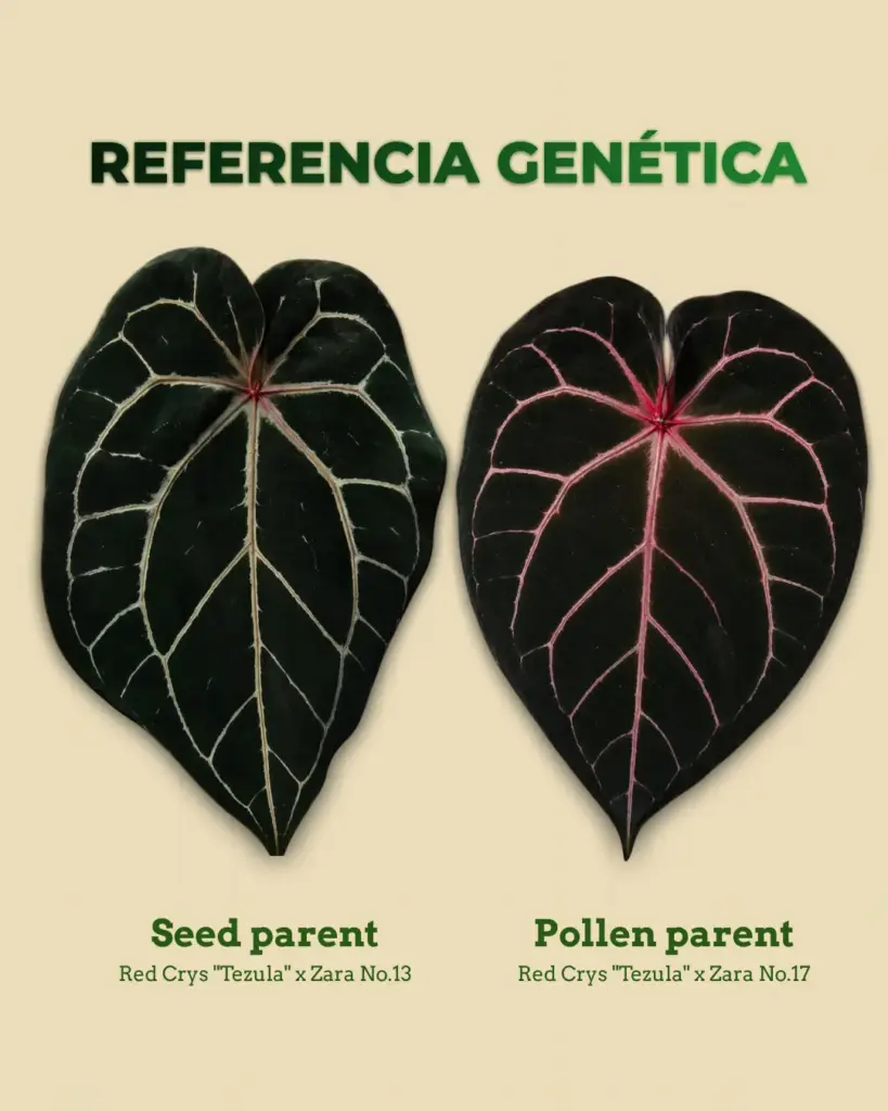 Referencia genética de Anthurium Tezula x Zara con parentales de anturio premium