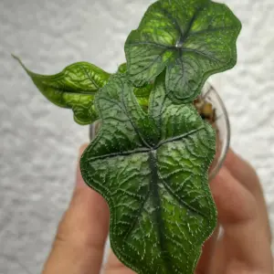Alocasia Jacklyn