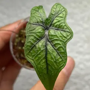 Alocasia Jacklyn