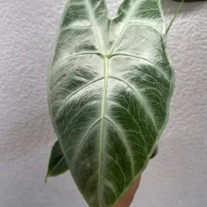 Alocasia longiloba