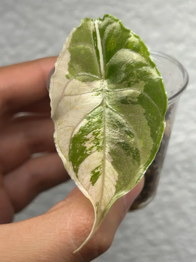 Alocasias de colección cultivadas en México
