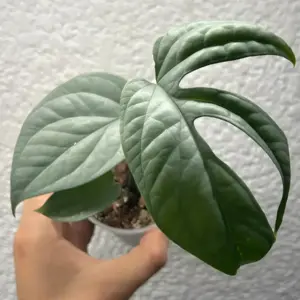 Amydrium medium Silver