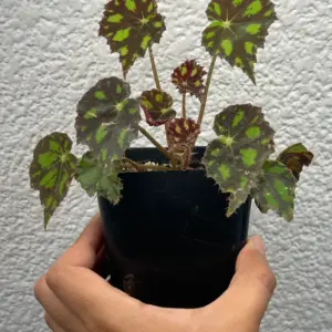 begonia tiger