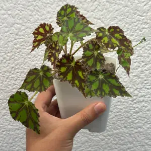begonia tiger