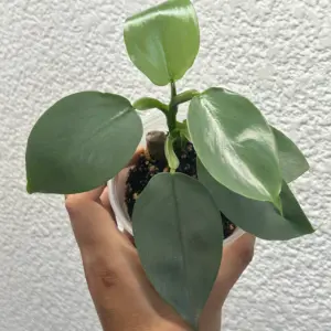 Philodendron Silver
