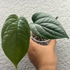 Monstera Spider