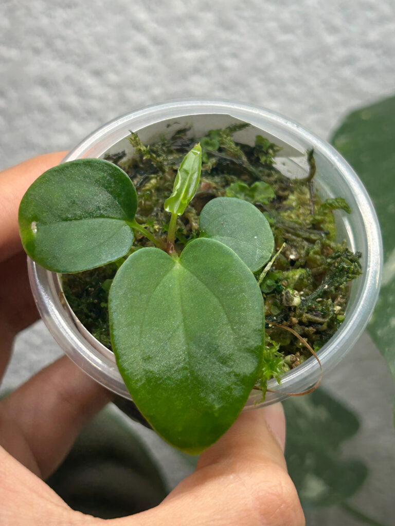 Sem 11