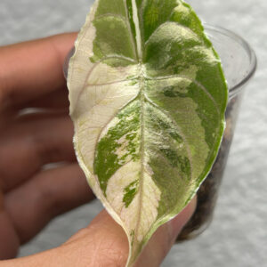 Alocasia Azlanii