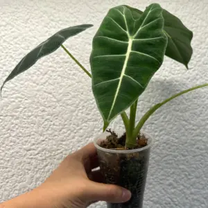 alocasia frydek