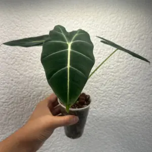 alocasia frydek