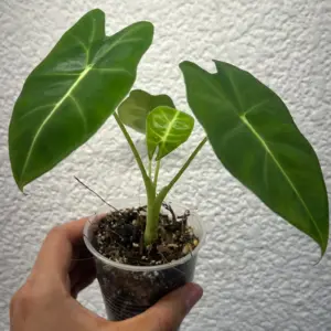 alocasia frydek