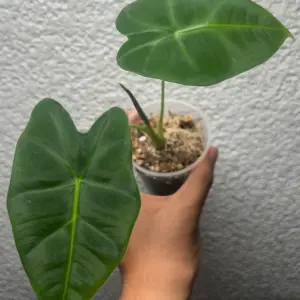 alocasia frydek
