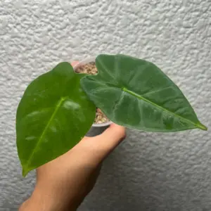 alocasia frydek
