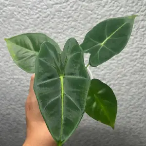 alocasia frydek