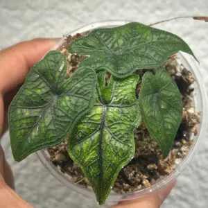 alocasia jacklyn