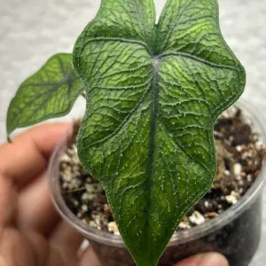 alocasia jacklyn