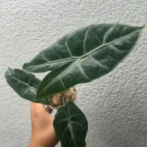 alocasia longiloba silver