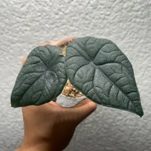 alocasia melo