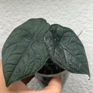 alocasia melo