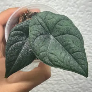 alocasia melo
