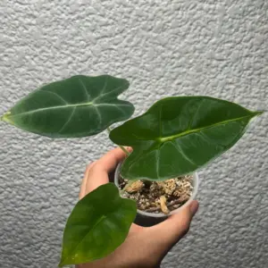 alocasia frydek