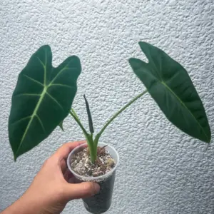 alocasia frydek
