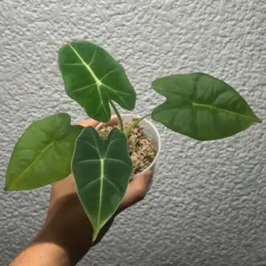 alocasia frydek