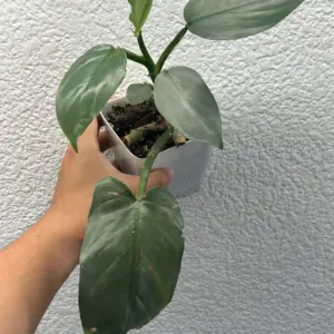 philodendron silver