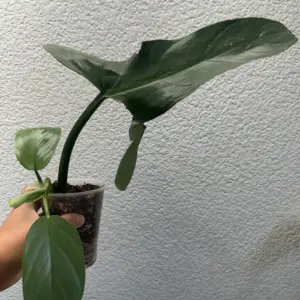 philodendron silver