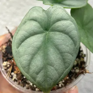 Alocasia Silver Dragon joven con hoja plateada en primer plano