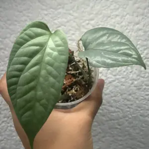 Amydrium medium ‘Silver’