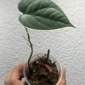 Amydrium medium ‘Silver’