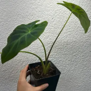 Colocasia Illustris