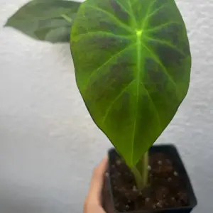 Colocasia Illustris