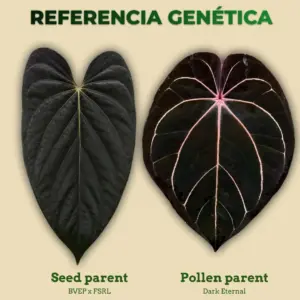 Referencia genética de Anthurium BVEP x FSRL como seed parent y Dark Eternal como pollen parent
