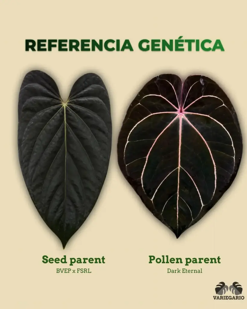 Referencia genética de Anthurium BVEP x FSRL como seed parent y Dark Eternal como pollen parent