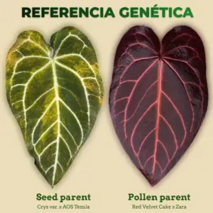 Referencia genética de Anthurium Crys var. x AOS Tezula como seed parent y Red Velvet Cake x Zara como pollen parent