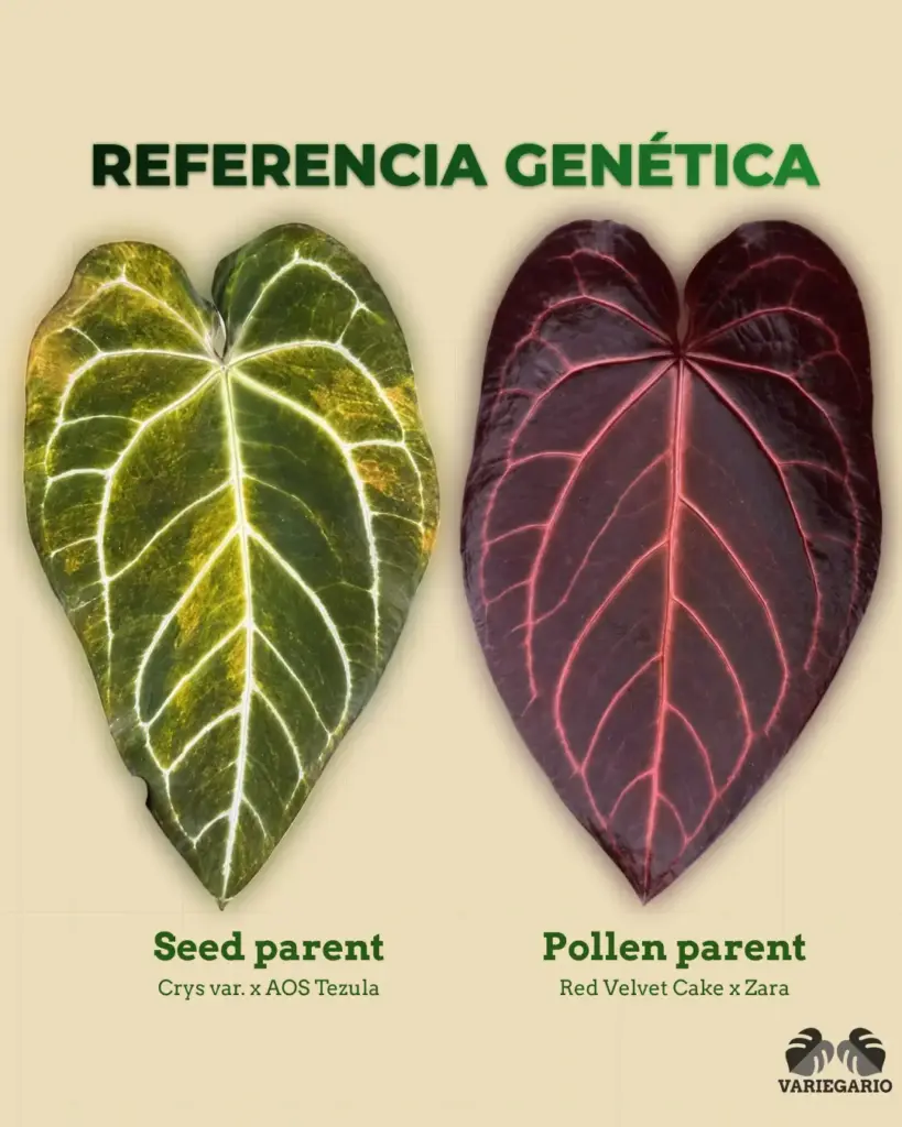 Referencia genética de Anthurium Crys var. x AOS Tezula como seed parent y Red Velvet Cake x Zara como pollen parent