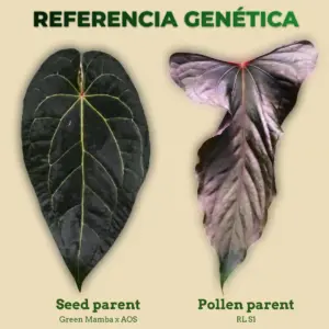 Referencia genética de Anthurium Green Mamba x AOS como seed parent y RL S1 como pollen parent
