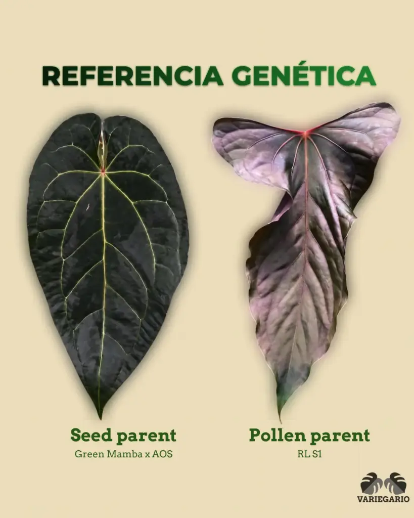 Referencia genética de Anthurium Green Mamba x AOS como seed parent y RL S1 como pollen parent