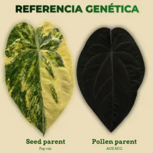 Referencia genética de Anthurium Pap var. como seed parent y AOS SKG como pollen parent