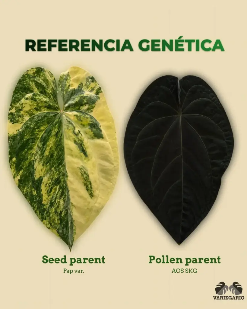 Referencia genética de Anthurium Pap var. como seed parent y AOS SKG como pollen parent