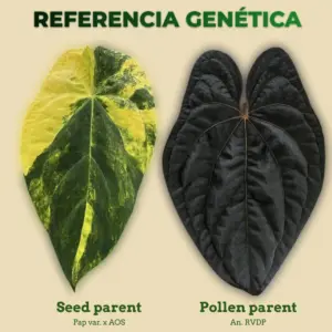 Referencia genética de Anthurium Pap var. x AOS como seed parent y An. RVDP como pollen parent