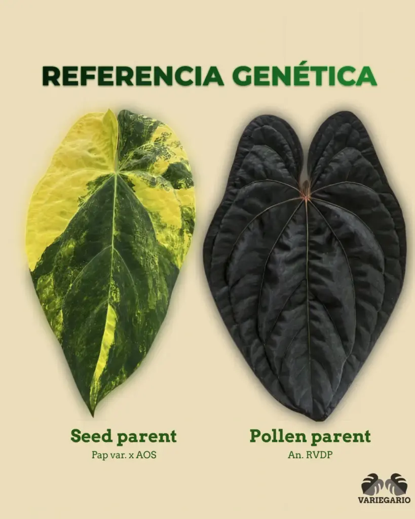 Referencia genética de Anthurium Pap var. x AOS como seed parent y An. RVDP como pollen parent