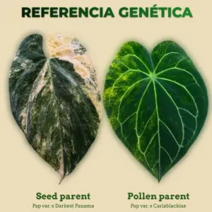 Referencia genética de Anthurium Pap var. x Darkest Panama como seed parent y Pap var. x Carlablackiae como pollen parent
